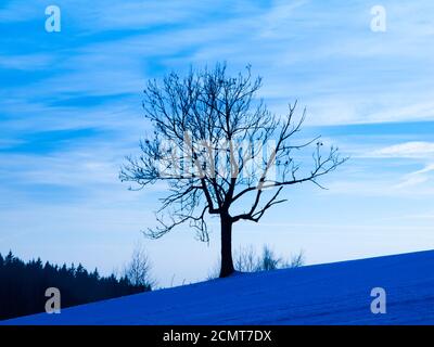Silhouette d'arbre en soirée d'hiver, ton bleu, température froide Banque D'Images