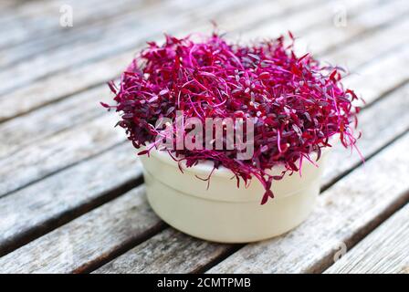 Rouge violet Amaranth Microgreens fournissent des protéines concentrées et des acides aminés pour un mode de vie sain de Vegan Banque D'Images