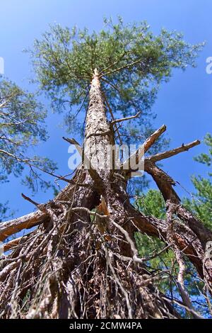 Les racines exposées des arbres de pin contre le ciel Banque D'Images