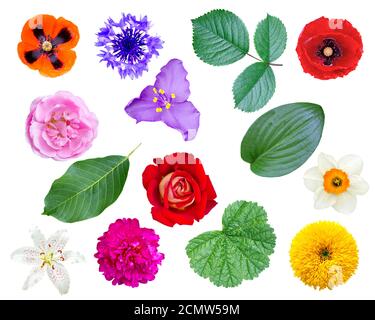 Série de fleurs et feuilles isolées sur fond blanc Banque D'Images