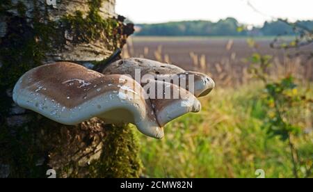 Champignon sur un bouleau. Ganoderma applanatum. Banque D'Images