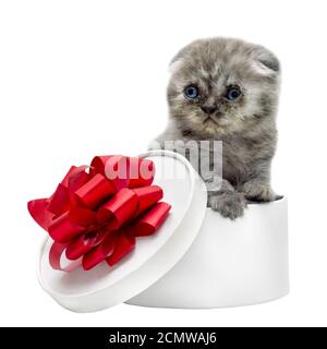 Scottish Fold race chaton blanc et boîte-cadeau Banque D'Images