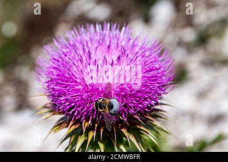 Un bourdon sur un chardon de coton violet (Onopordum acanthium) Banque D'Images