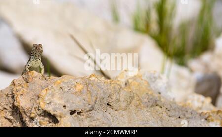 Lizard sur la pierre Banque D'Images