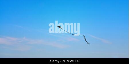 Un cerf-volant noir vole dans le ciel bleu. Banque D'Images