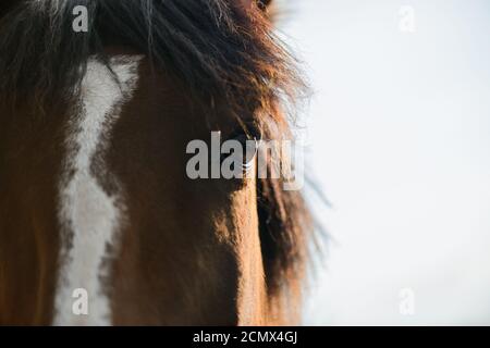 œil de cheval. gros plan de cheval. chevaux. Portrait de l'œil d'un cheval. Les gens et les chevaux. Banque D'Images