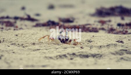 Petit crabe sur la plage de sable avec algues rouges séchées, en Australie, Cape Tribulation Banque D'Images