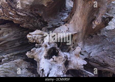 Image rapprochée du bois dérivant le long du cap Fear Rivière au parc national de Carolina Beach Banque D'Images