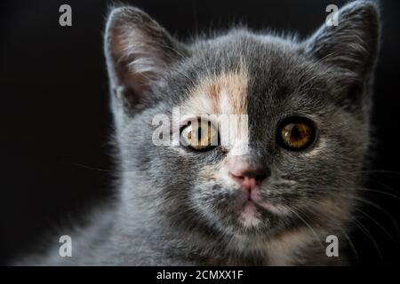 Un chaton britannique gris de shorthair avec de beaux yeux se regarde dans la caméra Banque D'Images
