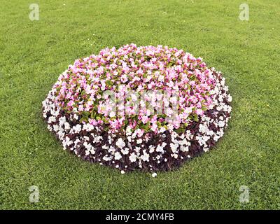 Parterre de fleurs avec des couleurs différentes dans le milieu de la pelouse Banque D'Images