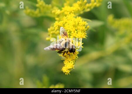 Bumblebees sur la tige dorée Banque D'Images