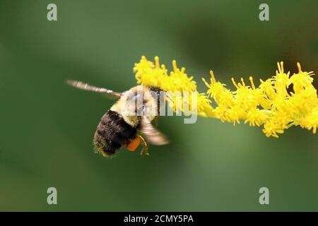 Bumblebees sur la tige dorée Banque D'Images