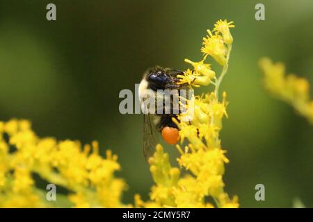 Bumblebees sur la tige dorée Banque D'Images