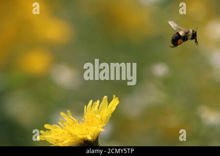 Bumblebees sur la tige dorée Banque D'Images