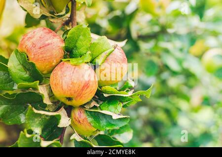Bouquet de pommes mûres juteuses accrochées sur les branches des arbres dans le jardin fruitier. Été automne nature fond. Pomme verte jaune pour la récolte dans le verger isolat Banque D'Images