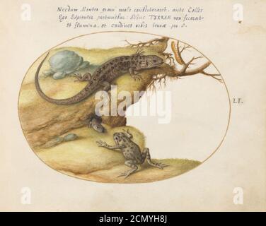 Joris Hoefnagel - Animalia Qvadrvpedia et Reptilia (Terra) plate LI. Banque D'Images