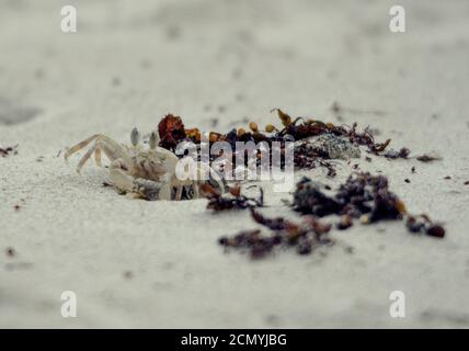 Petit crabe sur la plage de sable avec algues rouges séchées, en Australie, Cape Tribulation Banque D'Images