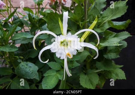 Gros plan de la fleur d'Hymenocallis x Festalis un printemps et été floraison evergreen vivace qui est gel tendre également appelé Nénuphar Banque D'Images