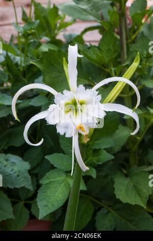 Gros plan de la fleur d'Hymenocallis x Festalis un printemps et été floraison evergreen vivace qui est gel tendre également appelé Nénuphar Banque D'Images