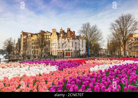 Amsterdam Pays-Bas, ville au bord du canal et pont avec fleur de tulipe printanière Banque D'Images