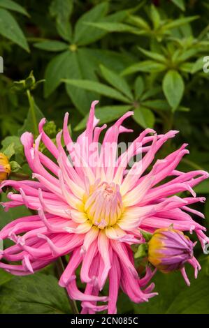 Gros plan de fleurs et bourgeons de cactus dahlia Stars Favorite. Une grande dahlia rose et blanche entièrement double bushy qui fleurit à travers l'été jusqu'à l'automne Banque D'Images