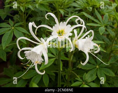 Gros plan de fleurs d'Hymenocallis x Festalis UN printemps et été floraison evergreen vivace qui est gel tendre également appelé Nénuphar Banque D'Images