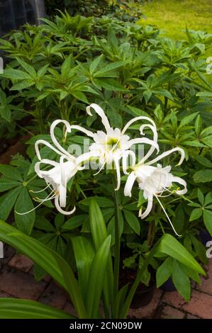 Gros plan de fleurs d'Hymenocallis x Festalis UN printemps et été floraison evergreen vivace qui est gel tendre également appelé Nénuphar Banque D'Images