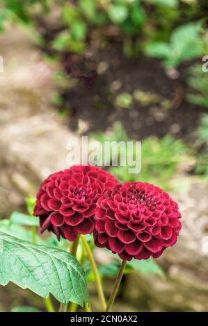 Un gros plan de Dahlia Natal a Pompon dahlia.that fleurs Tout au long de l'été, UNE plante tubéreuse qui est une plante vivace à feuilles caduques et à moitié robuste Banque D'Images