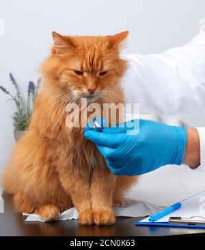 vétérinaire homme dans un manteau médical blanc et bleu stérile gants assis à une table et examine un adu Banque D'Images