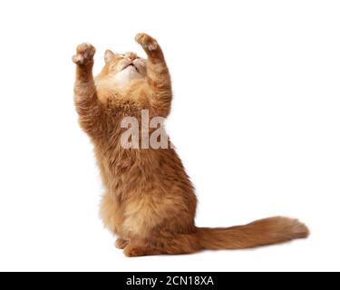 chat doux au gingembre adulte a levé sa patte avant sur un fond blanc, joli animal espiègle Banque D'Images