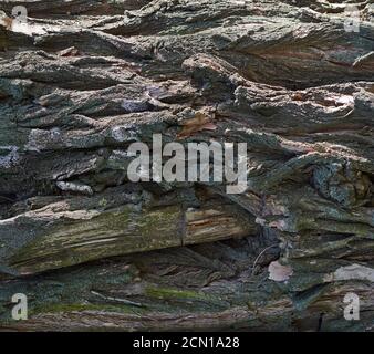 texture grise de l'écorce de l'arbre d'acacia, plein cadre Banque D'Images