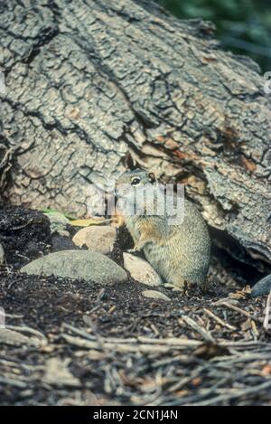 Uinta Ground Squirrel (Urocitellus armatus), anciennement (Citellus armatus), près de Burrow, Wyoming, États-Unis. Photo de la transparence originale de Kodachrome 64. Banque D'Images