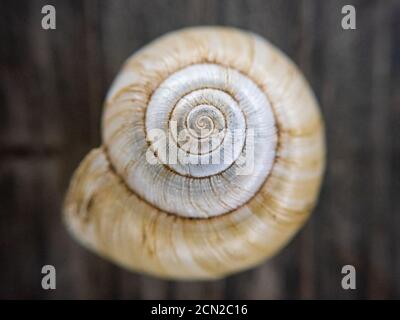 Gros plan de la coque en spirale marron clair reposant sur surface en bois Banque D'Images