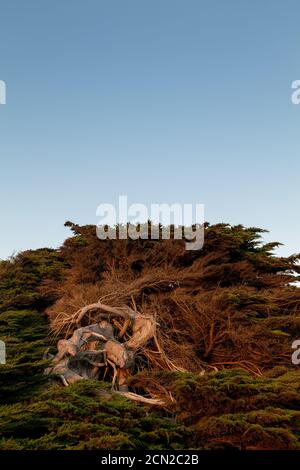 Exposition de la lumière du soleil sur le tronc et les branches du cyprès Banque D'Images
