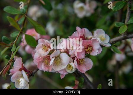 Gros plan de fleurs roses et blanches en pleine floraison Banque D'Images