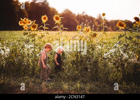 Garçons marchant sur le côté dans un grand champ tournesols au coucher du soleil Banque D'Images