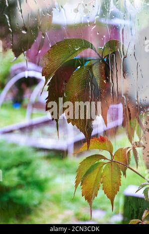 feuilles rouges humides de raisins sauvages dans le jardin, vue par la fenêtre Banque D'Images