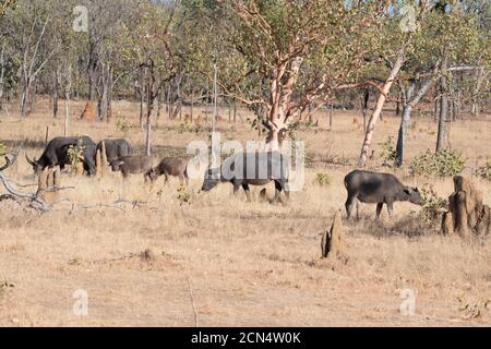 Un troupeau de buffles d'eau sauvages (Bubalus bubalis) en pâturage , Terre d'Arnhem est, territoire du Nord, territoire du Nord, territoire du Nord, Australie Banque D'Images