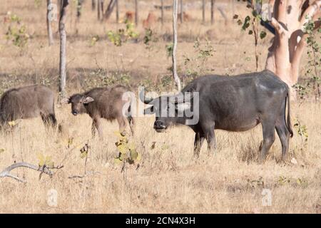 Buffaloes d'eau sauvages pour adultes et bébés (Bubalus bubalis) en pâturage , Terre d'Arnhem est, territoire du Nord, territoire du Nord, territoire du Nord, Australie Banque D'Images