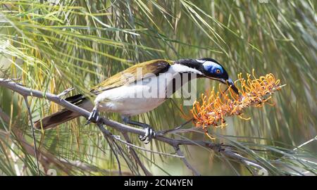 honeyeater à face bleue (cyanotis d'Entomyzon) se nourrissant de grevillea, Terre d'Arnhem est, territoire du Nord, territoire du Nord, territoire du Nord, Australie Banque D'Images