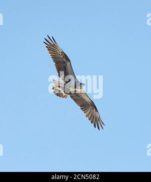 Osprey de l'est (cristatus de Pandion) en vol avec des ailes étirées, Terre d'Arnhem de l'est, territoire du Nord, territoire du Nord, Australie Banque D'Images