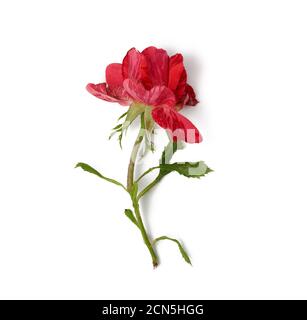 rose rouge en fleur isolée sur fond blanc Banque D'Images