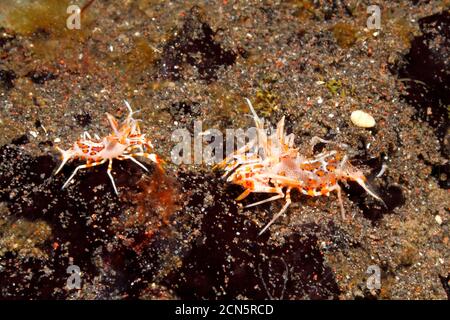 Crevettes tigrées épineuses mâles et femelles, Phyllognathia ceratophthalma. Également connu sous le nom de crevettes Bongo. Tulamben, Bali, Indonésie. Mer de Bali, Océan Indien Banque D'Images