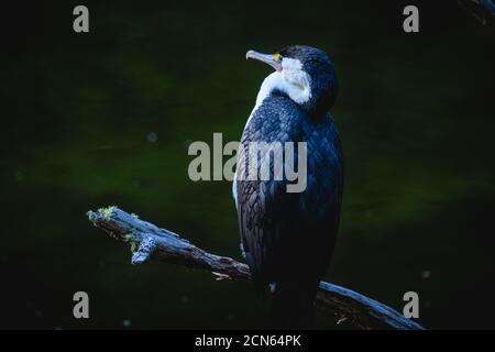 Pied Shag, un oiseau de la famille des cormorans originaire de Nouvelle-Zélande, au crépuscule Banque D'Images