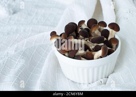 Champignons, champignons au miel dans une assiette, sur la glace. Copier l'espace. Banque D'Images