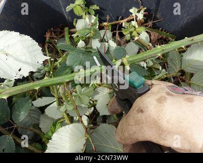 BlackBerry arménien invasif ou blackberry himalayan (Rubus armeniacus) - le jardinier coupe des tendrils Banque D'Images