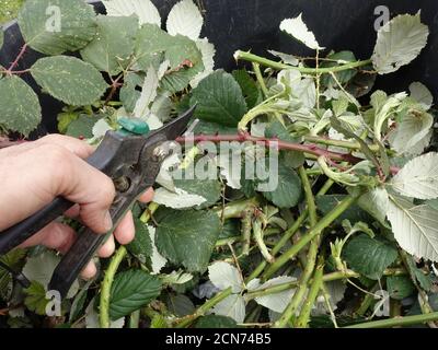 BlackBerry arménien invasif ou blackberry himalayan (Rubus armeniacus) - le jardinier coupe des tendrils Banque D'Images