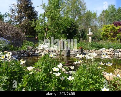 Bois Anemone ou raquette Anemone (Anemone syvestris) dans le jardin Banque D'Images