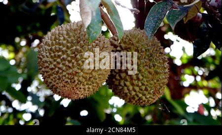 Gros plan de fruits duriens Banque D'Images