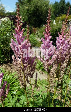 La barbe de fausse chèvre, la barbe de faux-buck ou l'astilbe chinois - inflorescence et habitude Banque D'Images